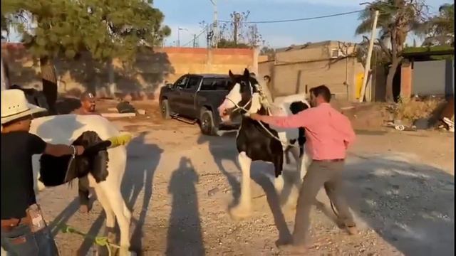 Semental Salvaje Encuentro De Primaveracon Yeguas Caballos Cavalos