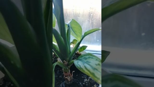 АНЕКДОТ. ОРГАНЫ. смотреть онлайн