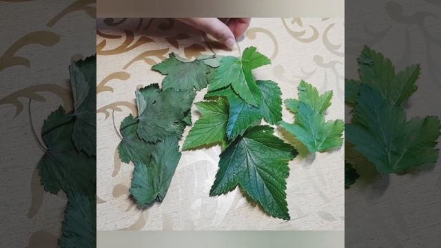 Чем полезны листья смородины смотреть онлайн