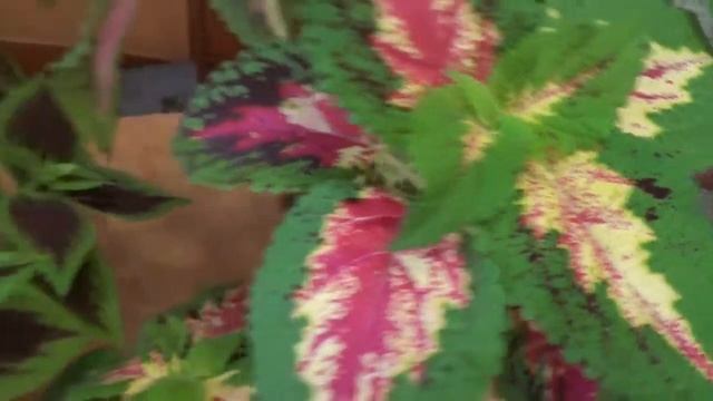 Колеус смотреть онлайн