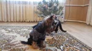 КОТ МАЛЫШ И КОШКА МУРКА ОТКРЫВАЮТ ПОДАРКИ ОТ NEWCHIC ! КАНАЛ КРОЛИК БАФФИ и МОДНИЦА МИЛАШКА ПУПСЯ