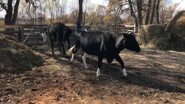 Сколько раз в сутки доить корову, 2 или 3 ? Интересный вопрос.. смотреть онлайн