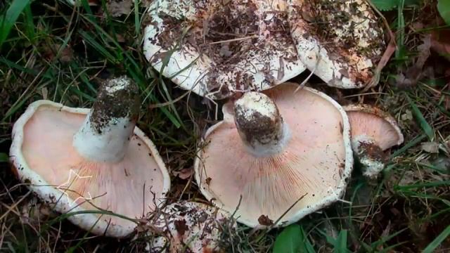 ГРУЗДИ ПОЛЬЗА И ВРЕД | можно ли жарить грузди, польза соленых груздей, груздь. смотреть онлайн