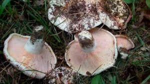 ГРУЗДИ ПОЛЬЗА И ВРЕД | можно ли жарить грузди, польза соленых груздей, груздь.