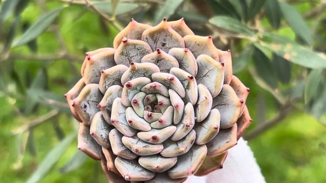 Echeveria Rio Heart