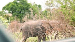Лучший сафари парк Африки. Крюгер парк, ЮАР.