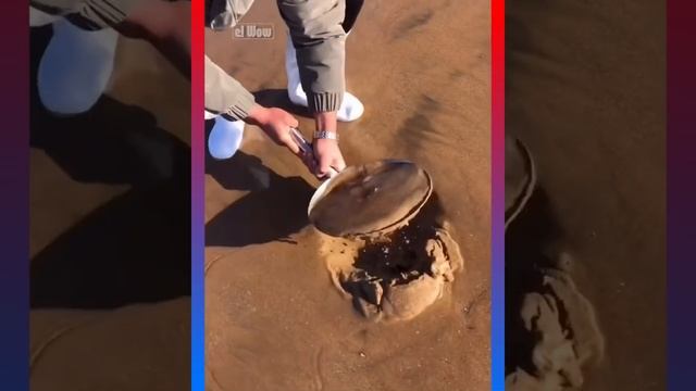TikTok Catching Seafood ?? Fish, Clam, Octopus, Crab | Fishing Videos (#58) смотреть онлайн