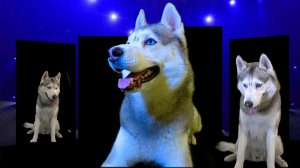 Я ЕДУ НА ЕВРОВИДЕНИЕ ВМЕСТО ЛАЗАРЕВА!!  Sergey Lazarev - Scream КАВЕР ПАРОДИЯ