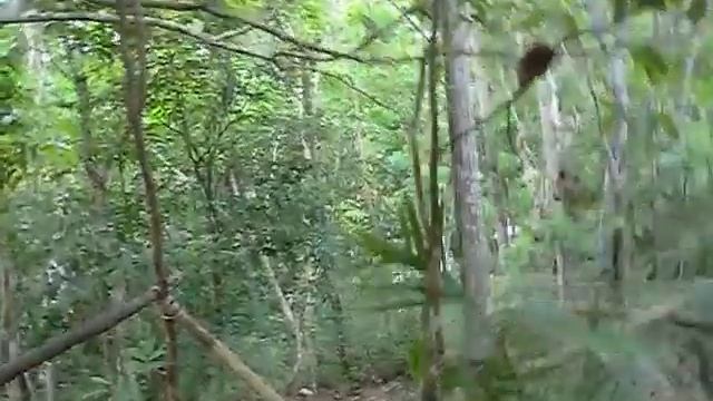 Филиппинский долгопят смотреть онлайн