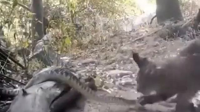 Рысь vs гремучая змея смотреть онлайн