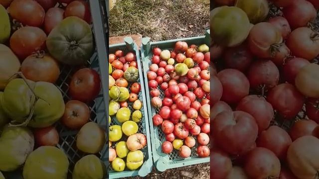 Первый год.Скудный урожай с большого огорода. смотреть онлайн