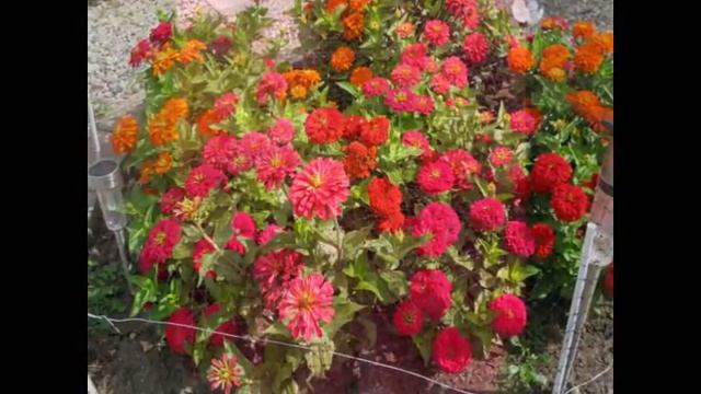 Tidal Wave petunias 2010 смотреть онлайн