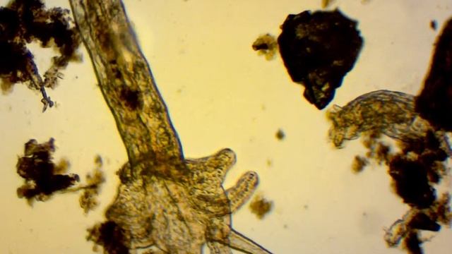 2 Олигохеты малощетинковый червь Aulphorus furcatus смотреть онлайн