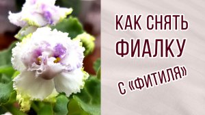 Переводим фиалки с «фитильного» на нижний полив проще простого.Из чего делать «фитиль». #сенполии