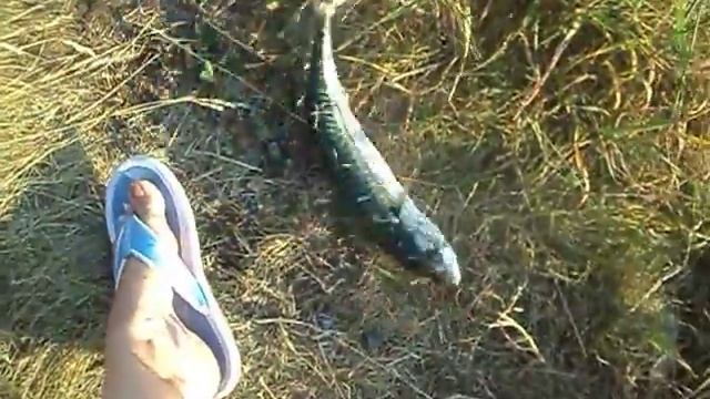Рыбалка Норвегия скумбрия (макрель) 2014 июль смотреть онлайн