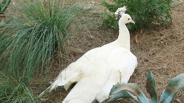 Красавец Белый Павлин ? Дикие Павлины Австралии смотреть онлайн