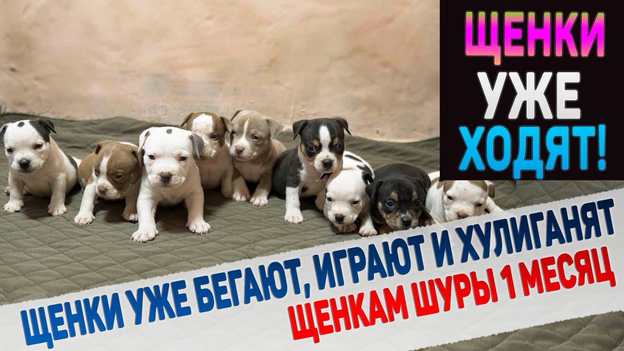 Щенкам 1 месяц! Кого уже купили, а кто ждет своих хозяев? Щенки Америкианский Булли от Александрии смотреть онлайн