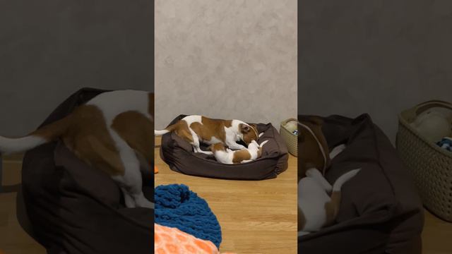 Ура 🥳 Есть контакт - Честер растаял! ( такого не было никогда ) смотреть онлайн