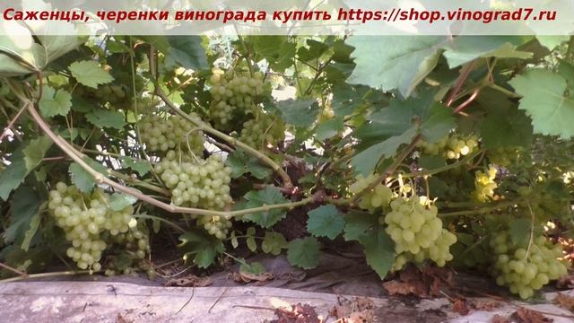 Пузенко Наталья Лариасовна, виноград для всех