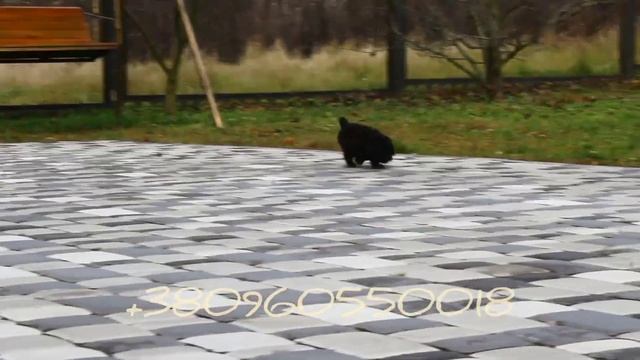 Той Пудель мальчик и девочка смотреть онлайн