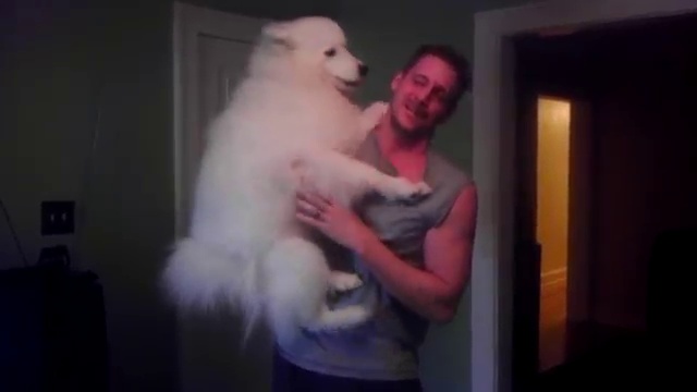 Lexi the Samoyed jumps in my arms... смотреть онлайн