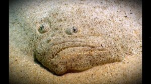 Почему у камбалы глаза с одной стороны? Павлинья камбала