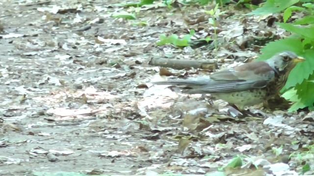 Дрозд рябинник и его потомство. ( Turdus pilaris ) смотреть онлайн