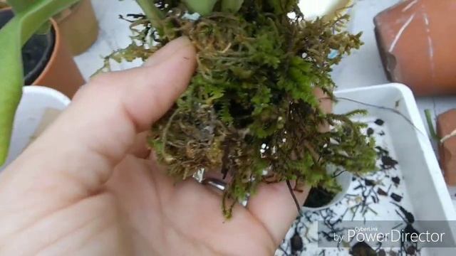 Наращиваю корни пафиопедилумам. смотреть онлайн