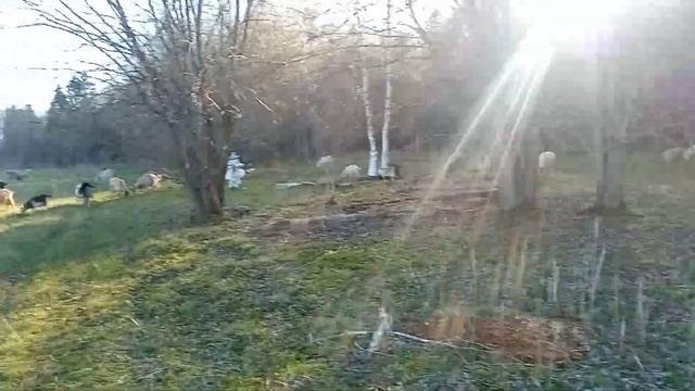 моё хозяйство/звери едят траву/звери в лесу2 смотреть онлайн