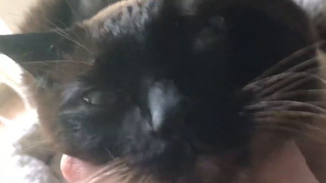 Это просто кисец =^..^= СИАМСКИЕ КОШКИ