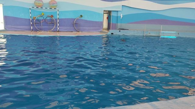 отдых дельфинов в дельфинарии