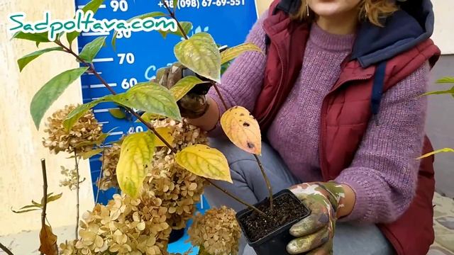 Как посадить гортензию метельчатую осенью.#посадкагортензии смотреть онлайн