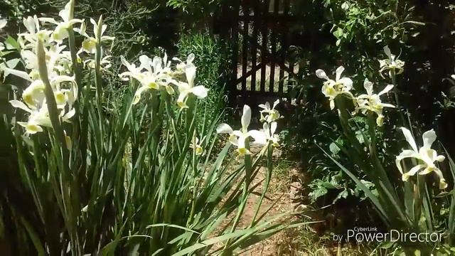 Чудо природы - белоснежный сибирский Ирис.
