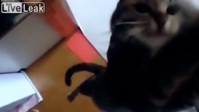 Прыжки кошки в замедленной съемке смотреть онлайн