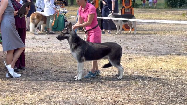 Киев 10.07.21 щенок кобель смотреть онлайн