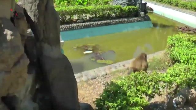 Где купаться, когда в Нячанге большие волны? смотреть онлайн
