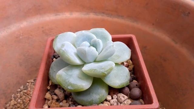 綠冰 Echeveria Ice green смотреть онлайн