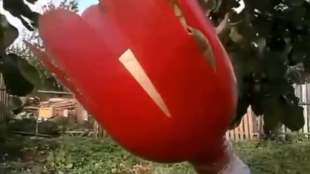 Приспособление для снятия яблок с верхних веток. смотреть онлайн