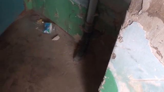 Ишим, К.Маркса,39 Вольготно живется грибкам от 