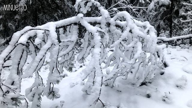 Tulindberg: "String Quartet No.3" смотреть онлайн