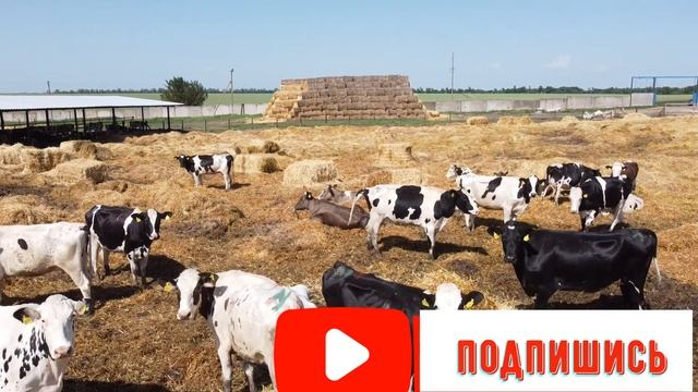 Измельчитель сена и соломы 