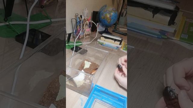 Мадагаскарские тараканы 2 смотреть онлайн