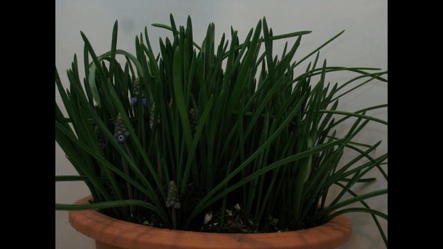 Watch a Hyacinth plant bloom in seconds. смотреть онлайн