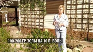 СМОРОДИНА ПРОСНУЛАСЬ! НЕ ДЕЛАЕМ ОШИБОК. ВЕСЕННИЙ УХОД