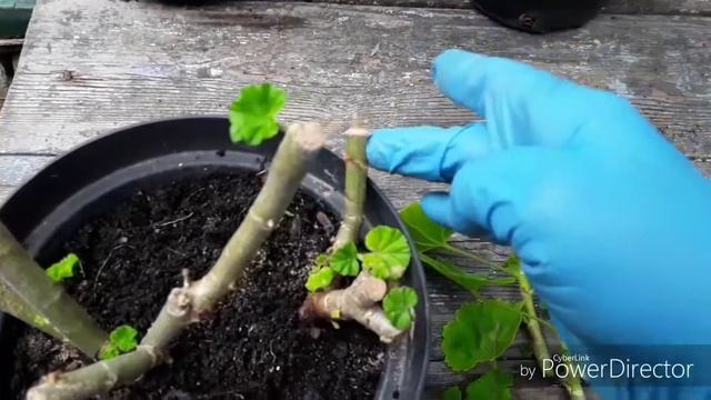 Пеларгония. Кординальная обрезка старых кустов. смотреть онлайн