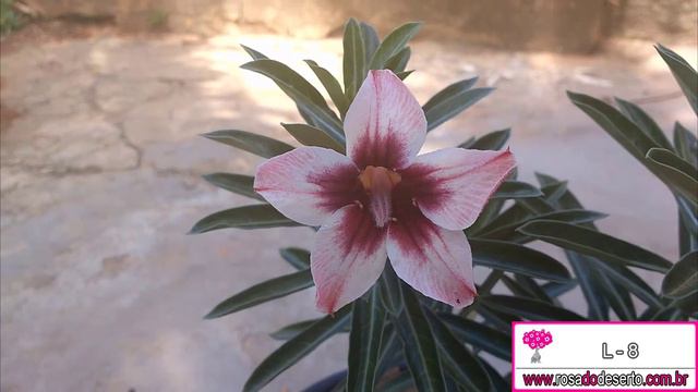 L-8 - Rosa do Deserto - Adenium obesum planta enxertada a venda - Grafted plant смотреть онлайн