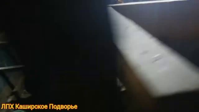 Кролики / Куры / Позитив / смотреть онлайн