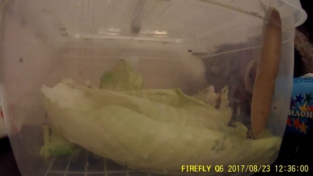 Виноградные улитки, 1 час из жизни, Тест камеры FireFly Q6 смотреть онлайн