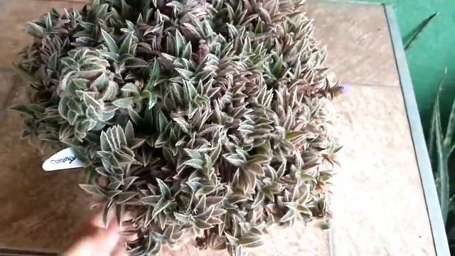 #SUCULENTA CYANOTIS SOMALIENSIS: #IDENTIFICAÇÃO E DICAS DE #CULTIVO смотреть онлайн