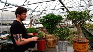 Мои самые большие Толстянки Крассулы оваты Денежные деревья разных сортов Crassula ovata Jade